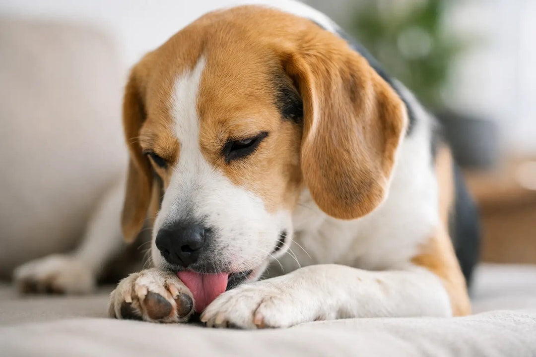 Why Does My Dog Lick Paws (It’s Usually This)