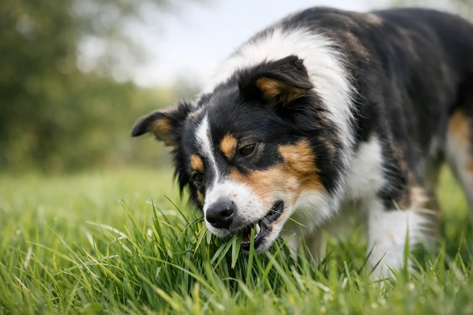 Why Is My Dog Eating Grass? What It Can Actually Mean - Doug Walkers
