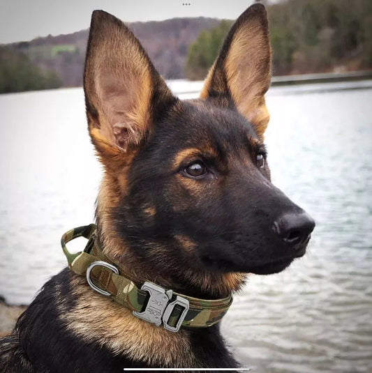 Tactical Dog collar (Medium)